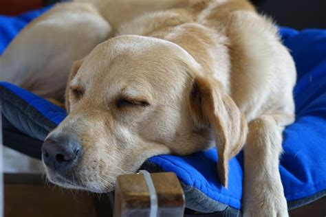 5 Best Dog Beds For Labs 2023 Reviews And Buying Guide