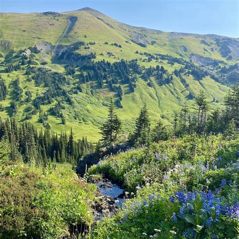 Whitecap Alpine Bc Summer Hiking Adventure