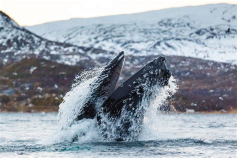 Suprise Whale Sightings In Norway Bring Hobby Photographer Recognition