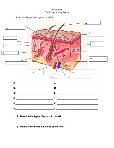 Integumentary System Simple Skin Diagram Labeled