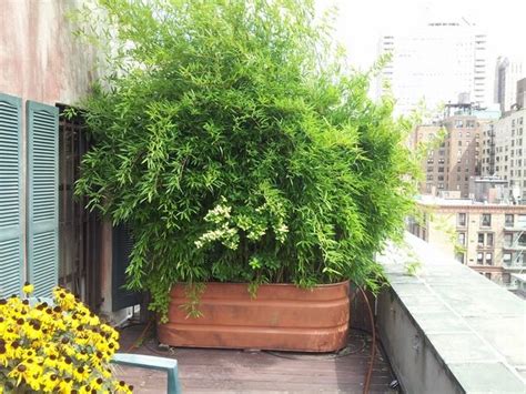 Clumping Bamboo Landscape Privacy Screen And Decoration Ideas