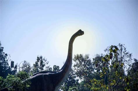 25 Most Popular Types Of Dinosaurs That Roamed The Earth Chart Nayturr