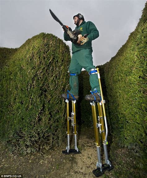 Two stakes ought to be placed on the opposite side of the tall hedge. Gardeners use stilts to cut maze at Longleat House in ...