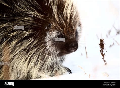 Porcupine In Winter Stock Photo Alamy