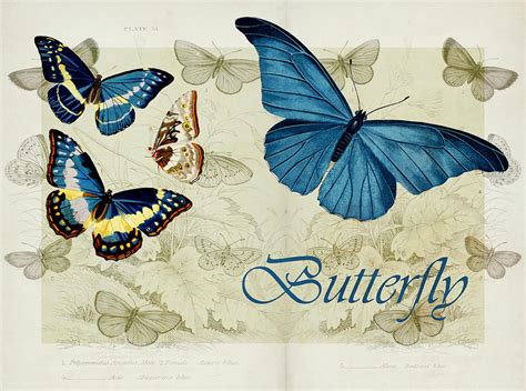 Blue Butterfly S01a Digital Art By Variance Collections Fine Art