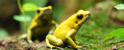 Heres Why These Horribly Deadly Poison Dart Frogs Never Poison