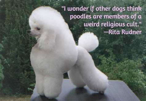 25 Dog Quotes With Pictures Dog Quotes Funny Dog Quotes Poodle Dog