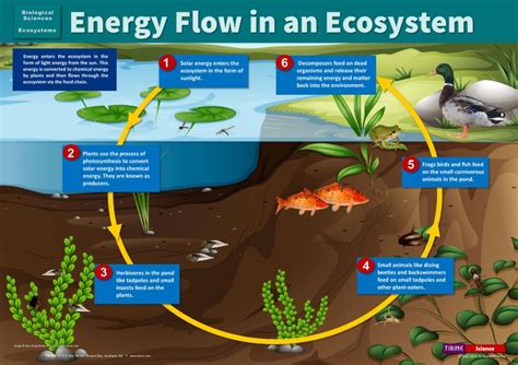 Energy Flow In An Ecosystem A Poster Showing How Energy Flows Through