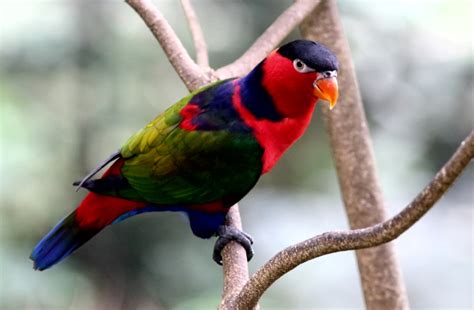 Untuk menghasilkan lukisan yang utuh. Tentang Burung Nuri Kepala Hitam Disertai Gambar dan ...