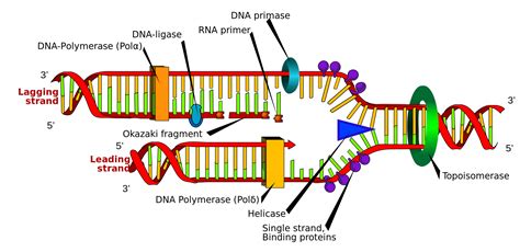 Dna Replication Stages Of Replication Teachmephyiology