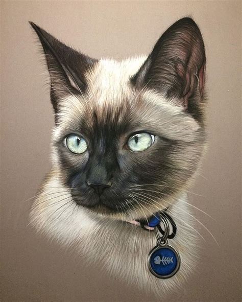 Siamese Cat Portrait Pastel By Virginie Agniel Cat Art Cat