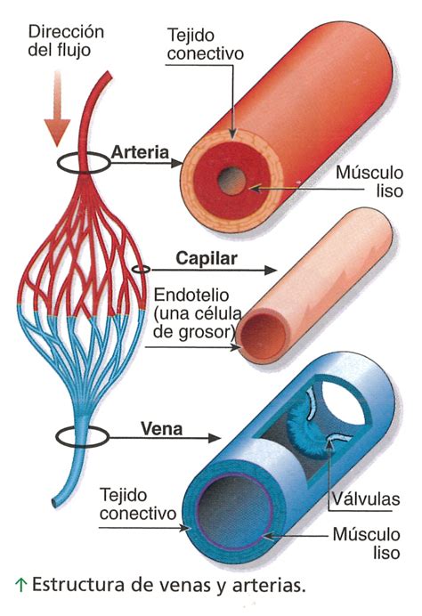 Biometria Hematica Arterias Venas And Capilares