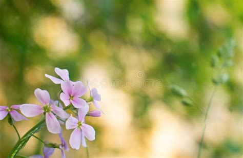 Delicate Pink Flower With Four Petals Stock Image Image Of Flower