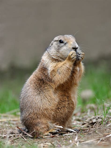 The Fascinating Lifestyle Of Prairie Dogs
