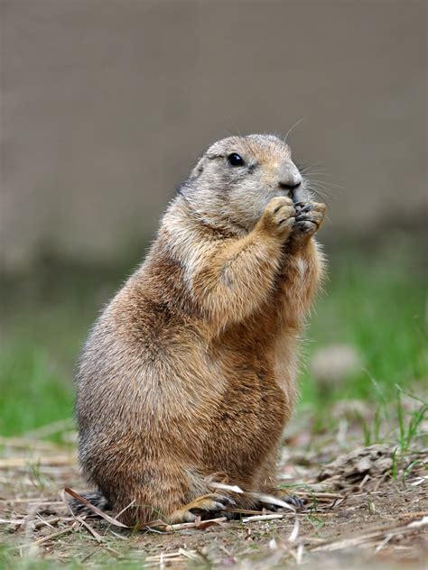 The Surprising Winner: Gopher Vs. Prairie Dog!