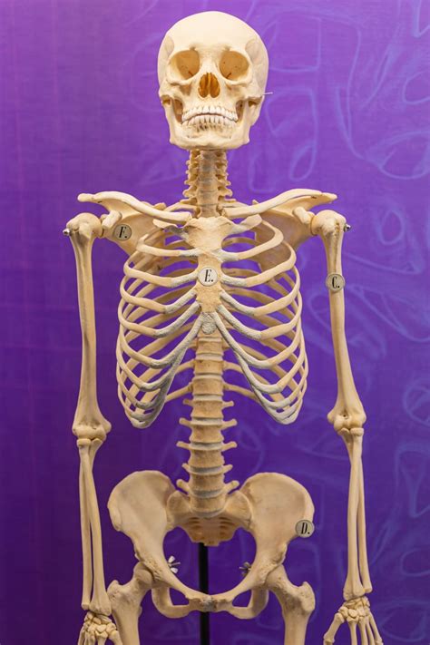 Skeletons Museum Of Osteology Oklahomas Official