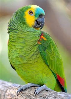 Amazons are very talented birds. Blue Fronted Amazon Housing, Care, Behavior as Pet, Pictures