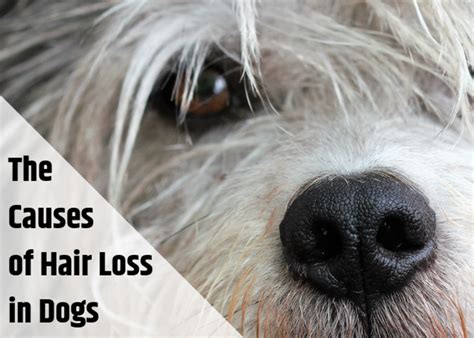 Causes For Hair Loss On Dogs Health