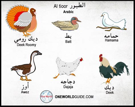 Trending Animal Names In Arabic Png Temal