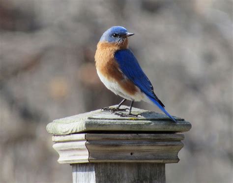 Eastern Bluebirds On The Dawn Of Summer Oakland County Blog