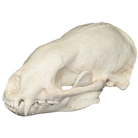 Replica Honey Badger Skull For Sale Skulls Unlimited International Inc