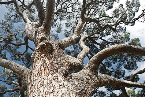 Gnarly Tree Stock Photos Pictures And Royalty Free Images Istock