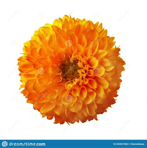 Beautiful Orange Dahlia Flower Isolated On White Stock Photo Image Of