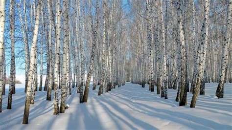 1920x1080 1920x1080 Snow Winter Birches Coolwallpapersme
