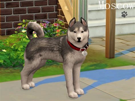 The Sims Resource Moscow The Husky By Margeh 75 Sims 4