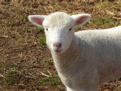 A Meek Perspective Lamb Season 2011