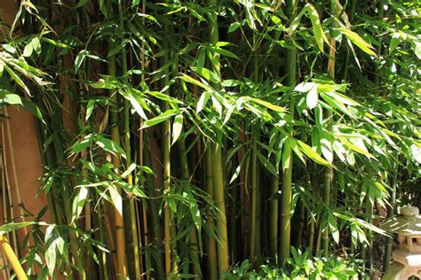 How To Get Rid Of Bamboo Tips To Stop The Fast Growing Plant Taking