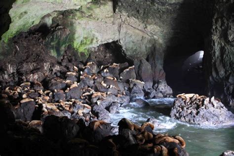 Sea Lion Caves In The Oregon Coast Of Us Charismatic Planet