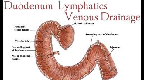 Duodenum Lymphatics Venous Drainage Anatomy Part Youtube