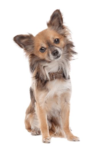 Long Haired Chihuahua Pet Pedigreed Mammal Domestic Png Transparent