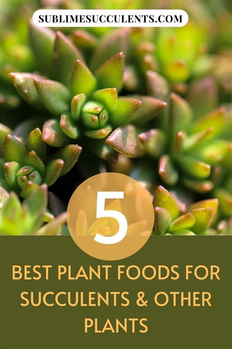 You can add a small amount of fertilizer on its soil during its growth. Best Plant Food in 2020 (Our Reviews & Comparisons) in ...