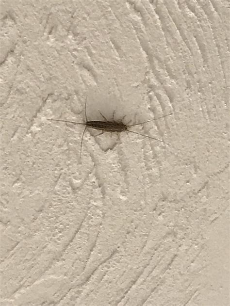 These Bugs Are Appearing All Around My House In Nh Especially On The