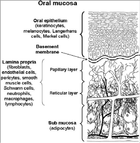 Figure 1 From The Antibacterial Properties Of Oral Mucosa Lamina