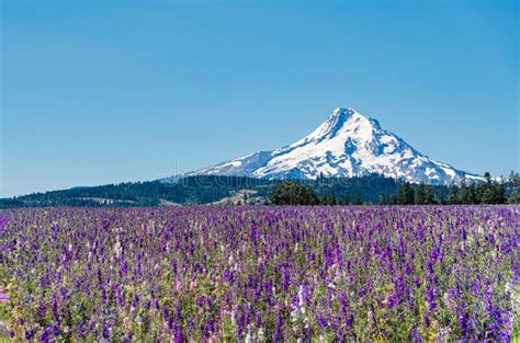 Fields Of Colorful Wild Flowers Mt Hood Sky Flowers Are Grown For