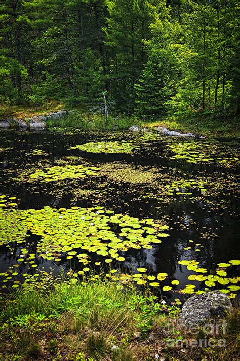 Forest Lake With Lily Pads Photograph By Elena Elisseeva Fine Art America