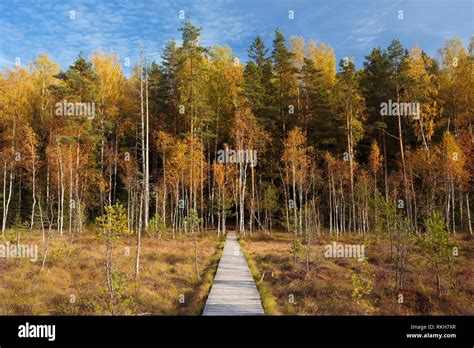 Wooden Path Way Pathway From Marsh Swamp To Forest Autumn Season Stock