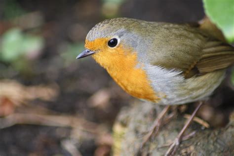 Free Images Nature Branch Wing Wildlife Orange Green Beak