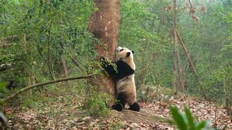 Chengdu Research Base Of Giant Panda Breeding Vacation Rentals House