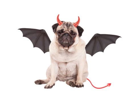 Devil Dog Stock Photos Pictures And Royalty Free Images Istock