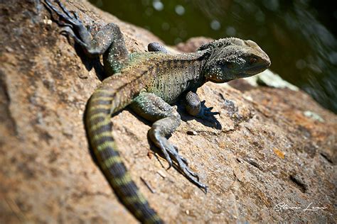 Lizards Of Australia Steve Lees Photography