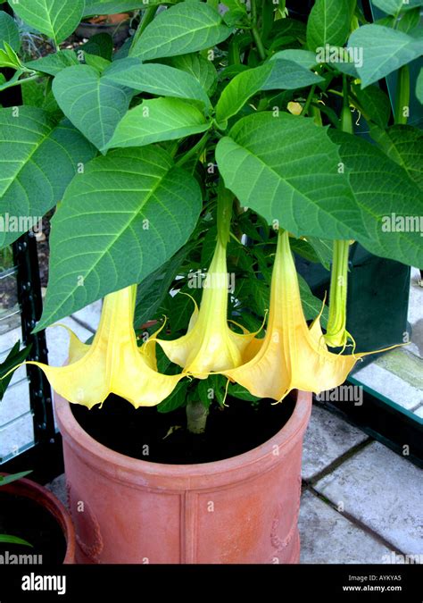 Brugmansia Aurea Datura Angels Trumpets Stock Photo 5595044 Alamy