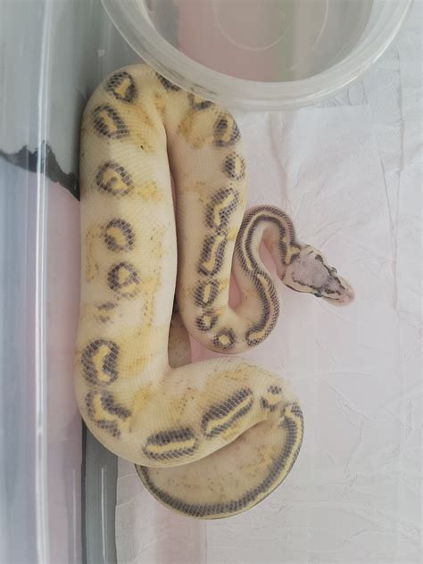 Pastel Highway Ball Python By Royalty Reptiles Morphmarket