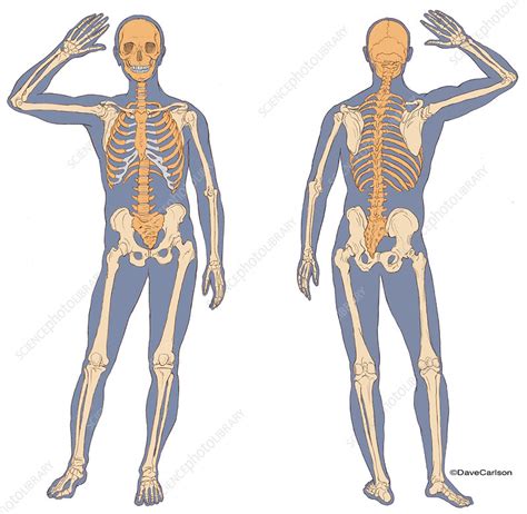 Leg Bones Diagram Labeled Skeleton Anterior Posterior Views Human Sexiz Pix