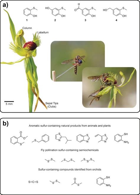 The Spider Orchid Caladenia Crebra Produces Sulfurous Pheromone Mimics To Attract Its Male Wasp