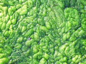 Algae algae finally gets respect ? queens jewish link