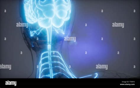 Human Brain Radiology Exam Stock Photo Alamy